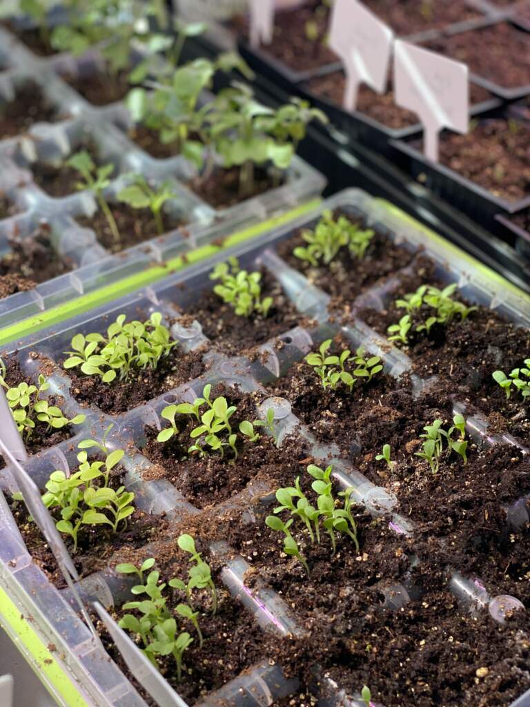 All You Need to Know About Starting Seeds Indoors