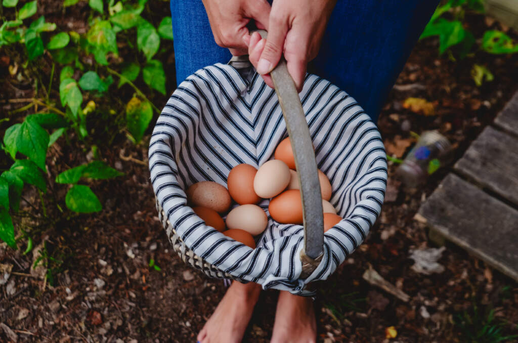 All You Need to Know About Farm Fresh Eggs